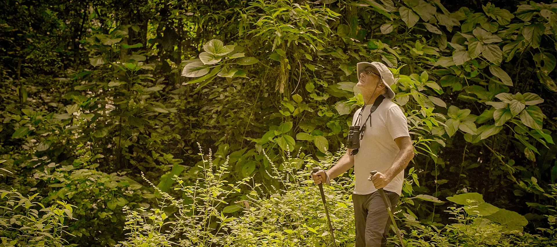 ALT Foresta