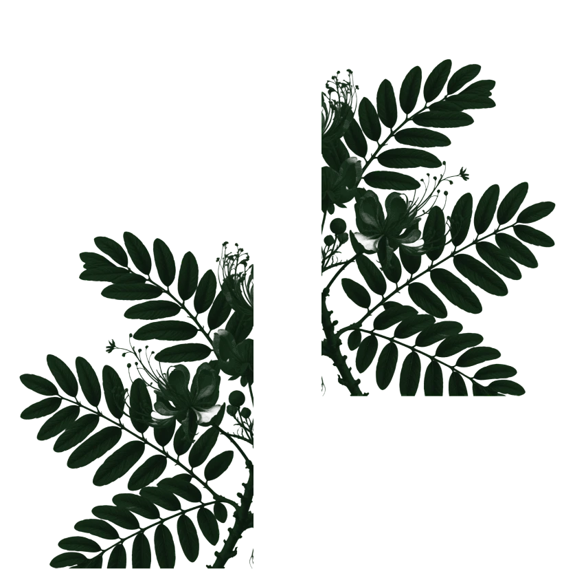 ALT Foresta