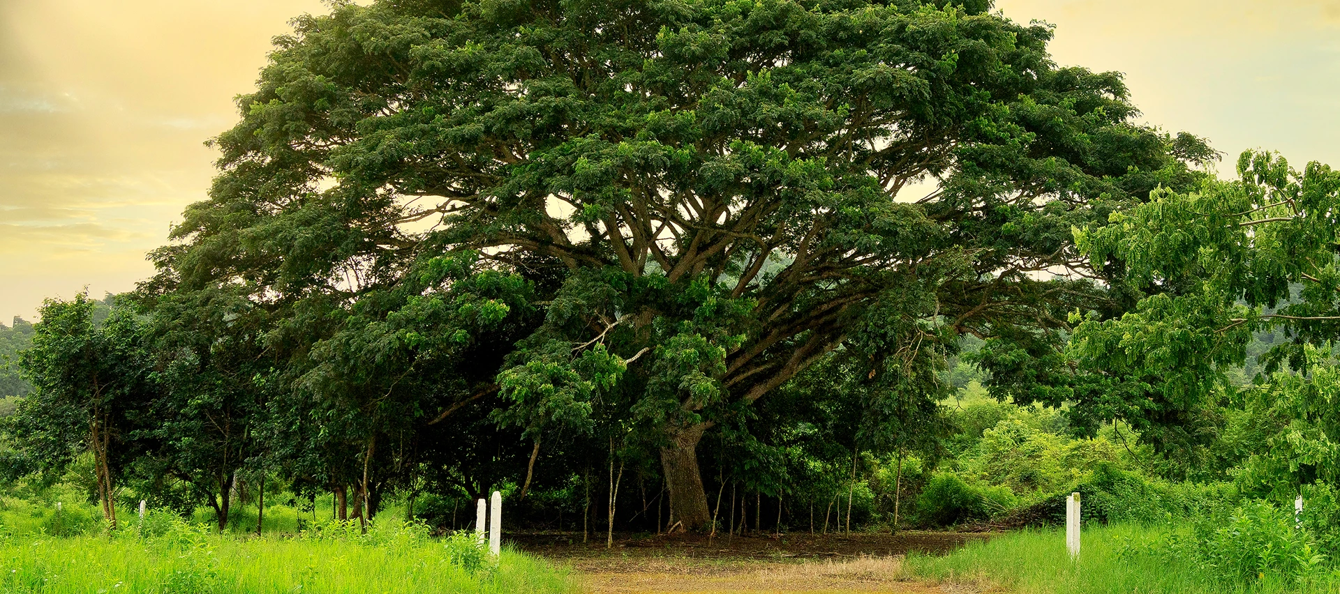 ALT Foresta